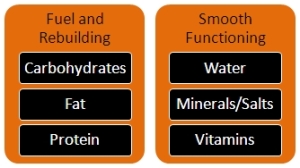 The 6 Nutrient Groups